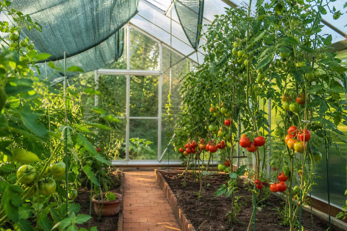 Intérieur d'une serre en été, voile d'ombrage et rangs de plants de tomates