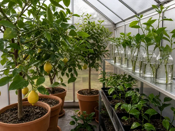 Intérieur de la serre en hiver avec agrumes en pot et jeunes boutures à l'abri