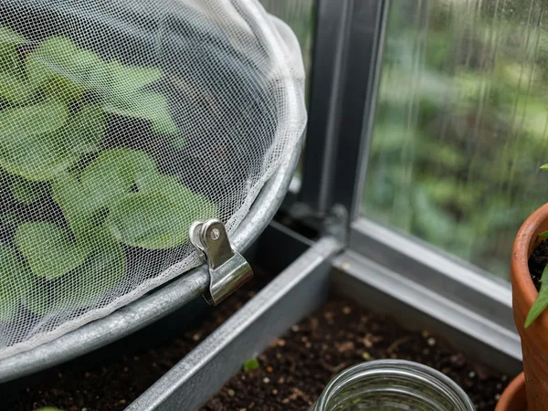 Détail du clip de fixation du filet anti-insectes sur un arceau en acier galvanisé